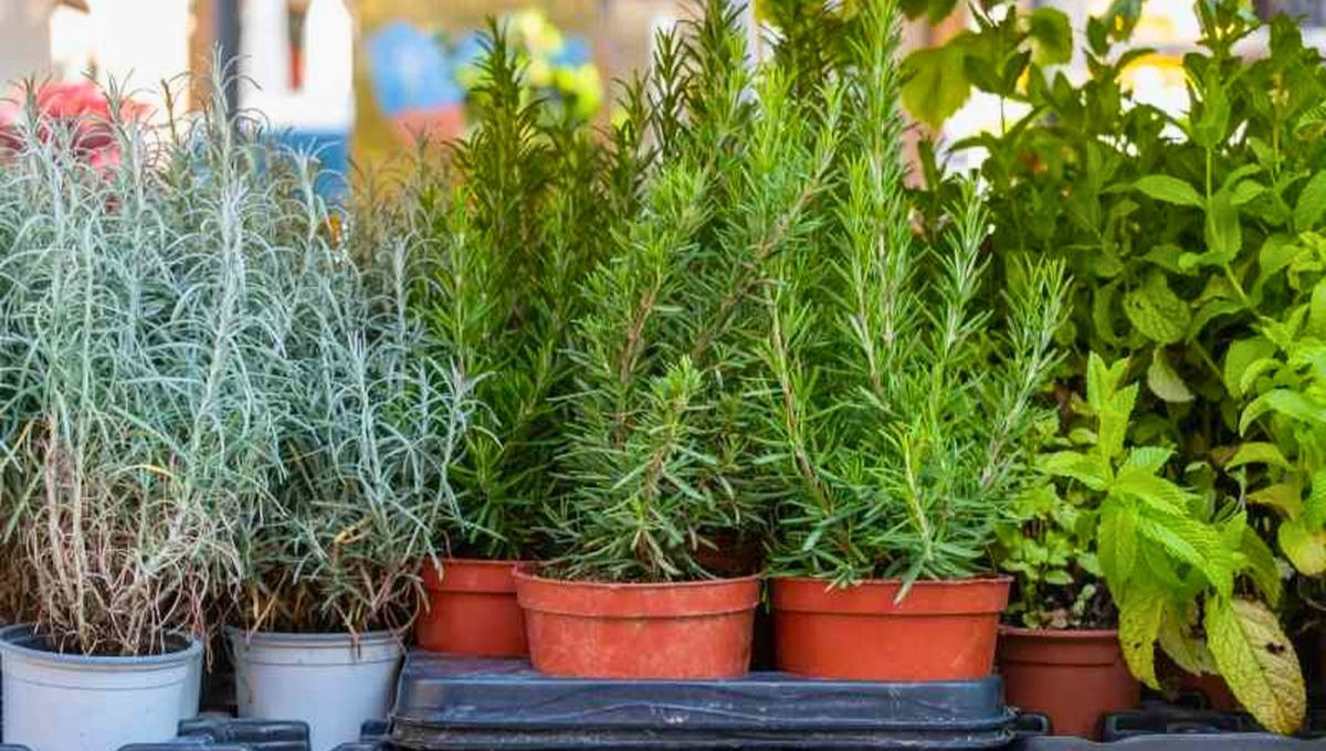 Cómo multiplicar las ramas de la planta de romero para que tu jardín luzca verde