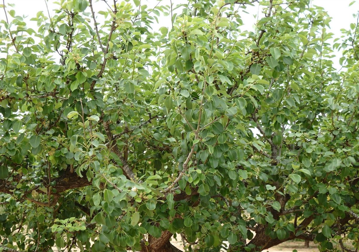 Este es el árbol de frutos dulces y deliciosos que deberías podar en abril. Imagen: Freepik.
