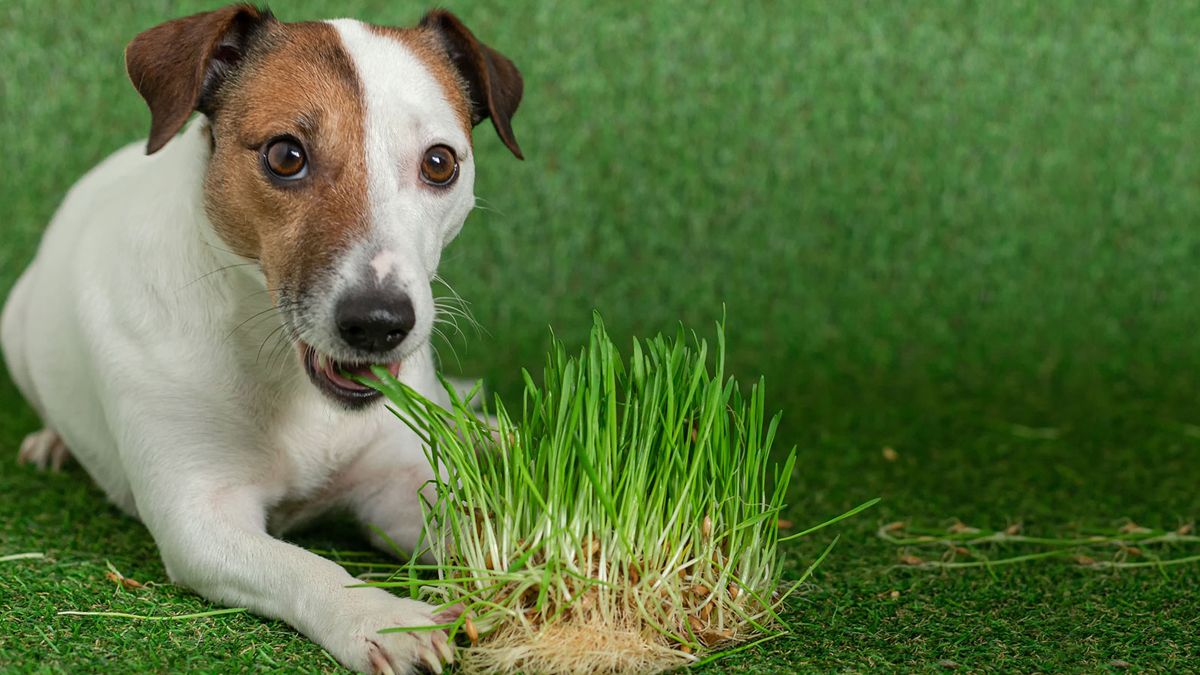 Qué Significa Que El Perro Coma Pasto En El Jardín 7512