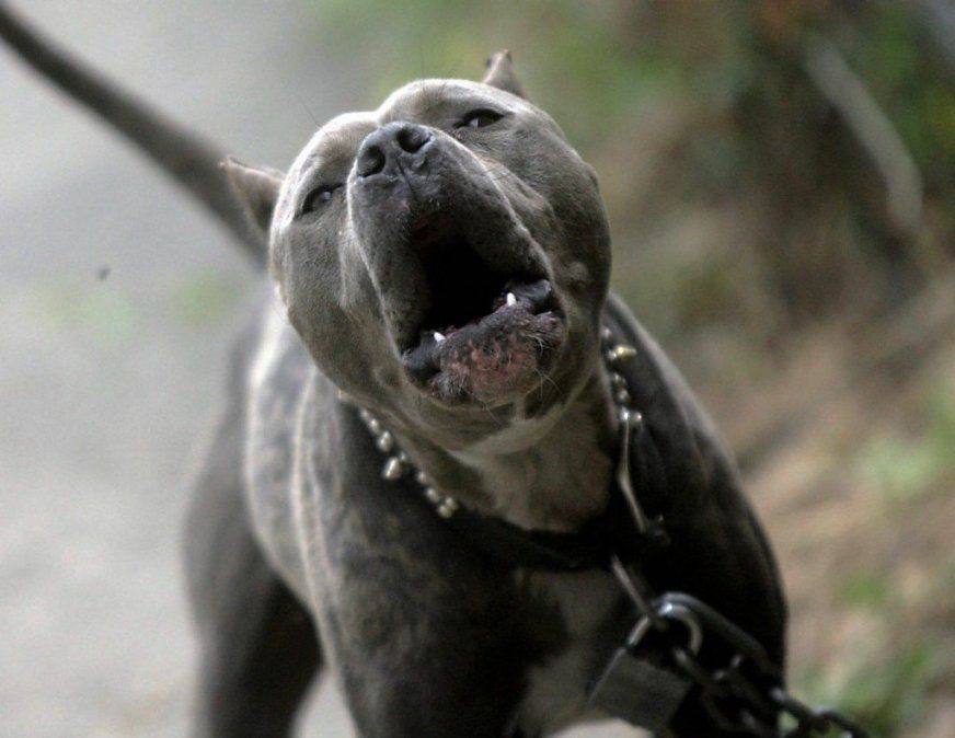 Una nena fue mordida por un pitbull y terminó internada en el Schestakow