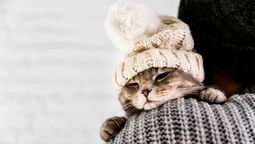 Los gatos son animales que se adaptan a los cambios de temperatura