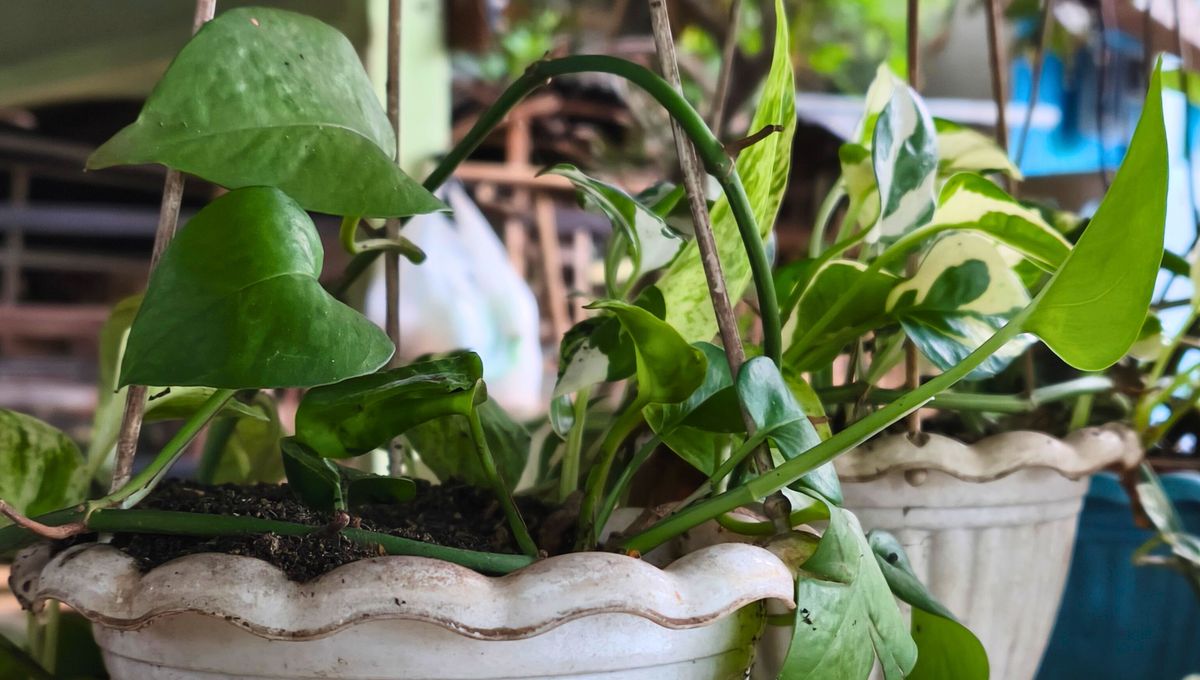 Cuidar una planta de potus es bastante simple. Cuidar una planta de potus es bastante simple. 