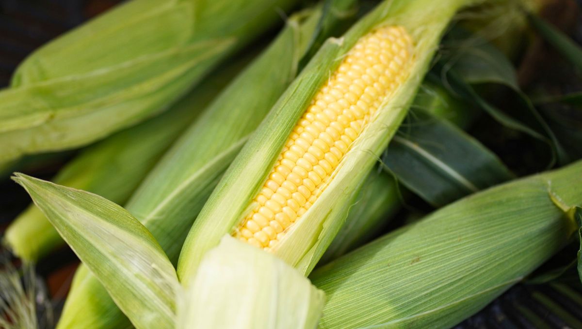 No tires las chalas o cáscaras de choclo porque son un tesoro: para qué sirven y cómo reutilizarlas