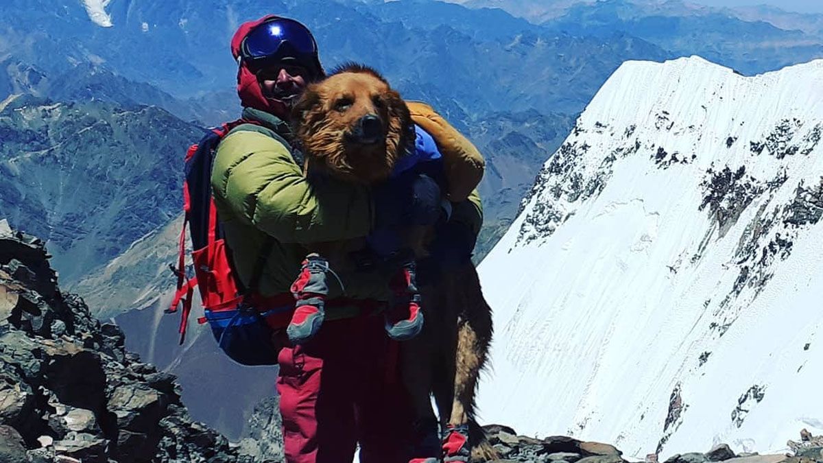 Nacho Lucero junto a su perro de asistencia Oro en la cumbre del Cerro Aconcagua. Era el único animal autorizado oficialmente para ingresar a las montañas y llegar a la cumbre. Nacho Lucero junto a su perro de asistencia Oro en la cumbre del Cerro Aconcagua. Era el único animal autorizado oficialmente para ingresar a las montañas y llegar a la cumbre.