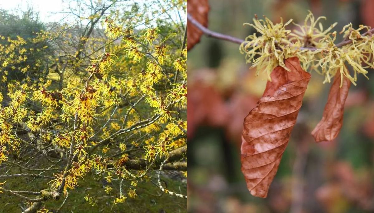 El nombre científico del avellano de bruja es Hamamelis virginiana. Imagen: Pixabay. El nombre científico del avellano de bruja es Hamamelis virginiana. Imagen: Pixabay.