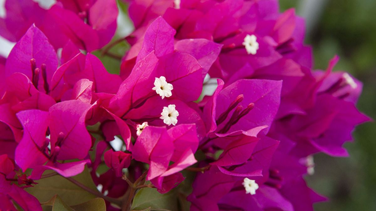 Las flores de la buganvilla son pequeñas y blancas o amarillentas. Las brácteas, que son hojas modificadas, pueden ser color fucsia, rojo, naranja, violeta o blanco. Imagen: Pexels. Las flores de la buganvilla son pequeñas y blancas o amarillentas. Las brácteas, que son hojas modificadas, pueden ser color fucsia, rojo, naranja, violeta o blanco. Imagen: Pexels.