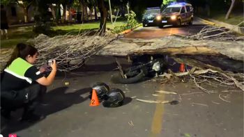 Por el fuerte viento, un árbol cayó sobre una moto que iba con una joven pareja Por el fuerte viento, un árbol cayó sobre una moto que iba con una joven pareja
