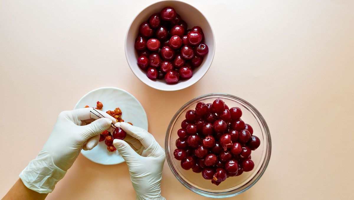 Ten en cuenta todos los beneficios de los carozos de las cerezas y utiliza la opción que más te guste. Ten en cuenta todos los beneficios de los carozos de las cerezas y utiliza la opción que más te guste.