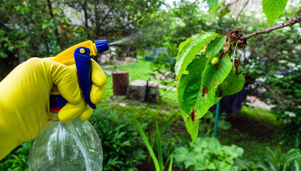 Así se prepara este herbicida casero con un condimento de cocina. 