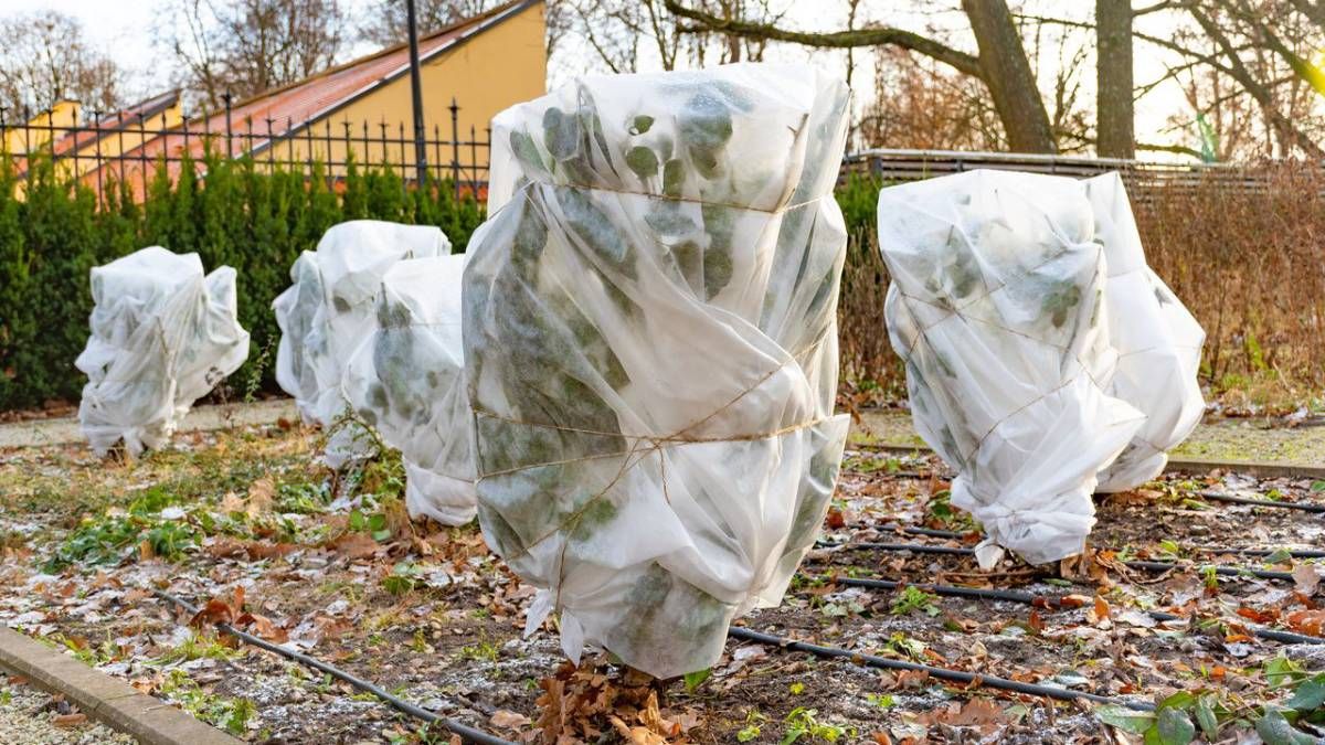 El cuidado de las plantas durante el invierno debe adaptarse ya que de lo contrario pueden verse seriamente afectadas. El cuidado de las plantas durante el invierno debe adaptarse ya que de lo contrario pueden verse seriamente afectadas.