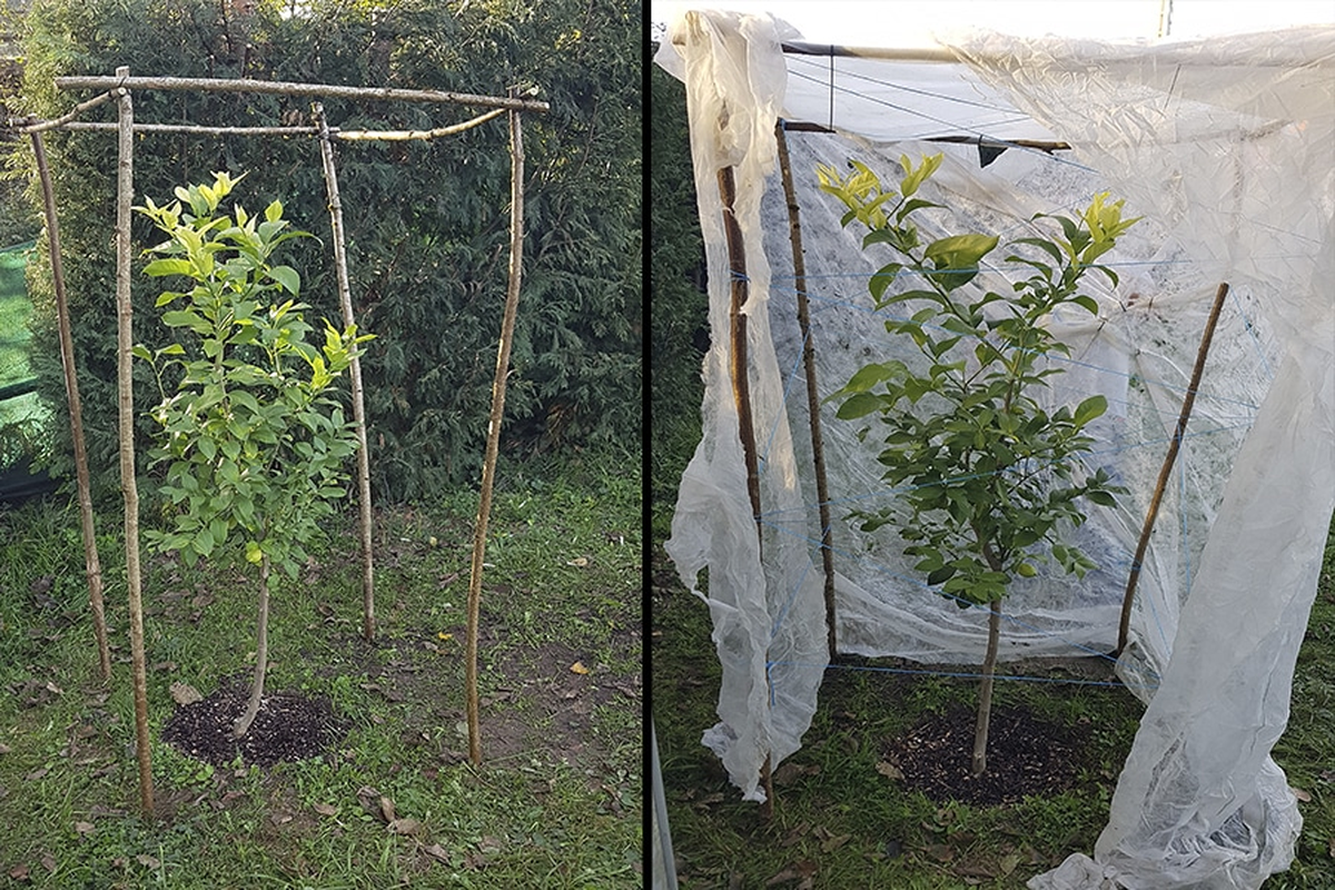 Limonero: el secreto de los jardineros para proteger al árbol del frío y las heladas Limonero: el secreto de los jardineros para proteger al árbol del frío y las heladas