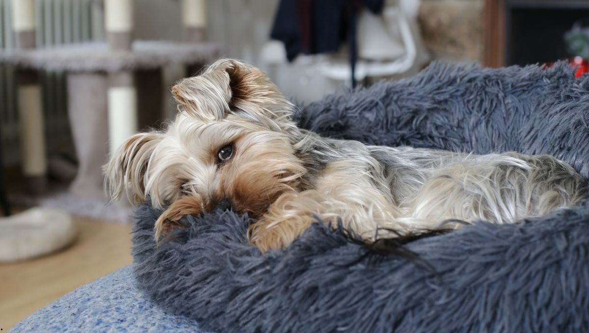 La cama de tu perro en verano no debe estar hecha de materiales calurosos.&nbsp;