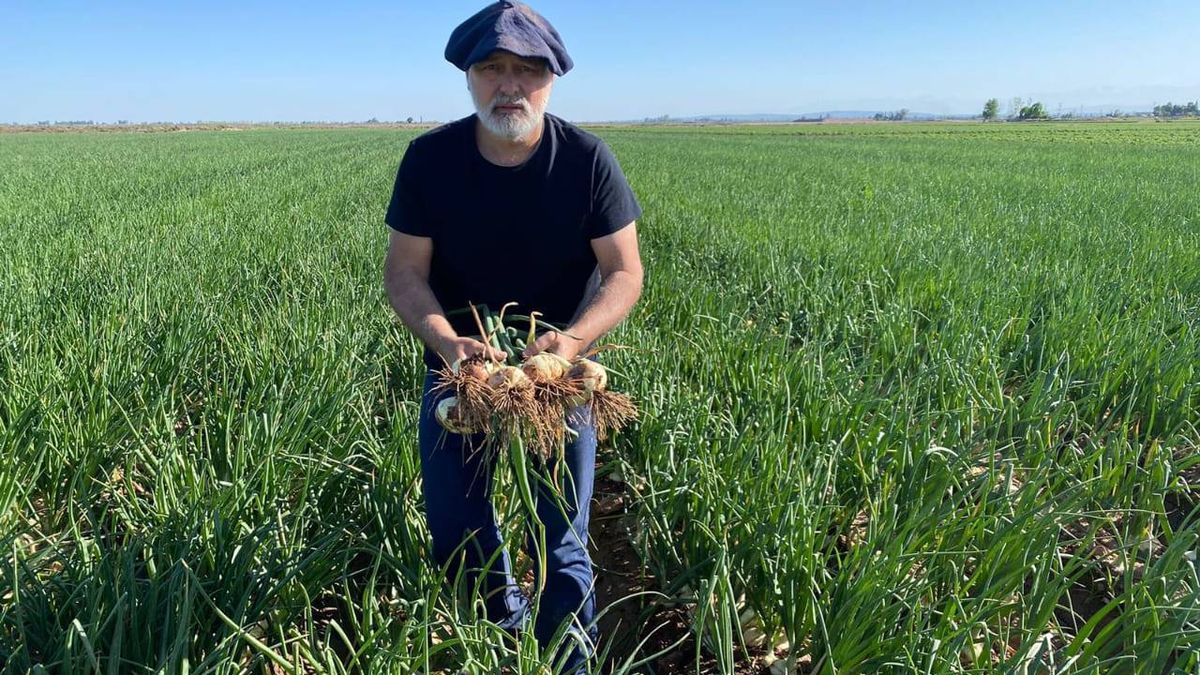 En Mendoza, ya hay más de 60 hectáreas con producción de cebollas dulces.