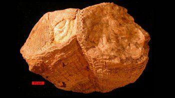 Una antigua concha permite saber que hace millones de años los días eran más cortos