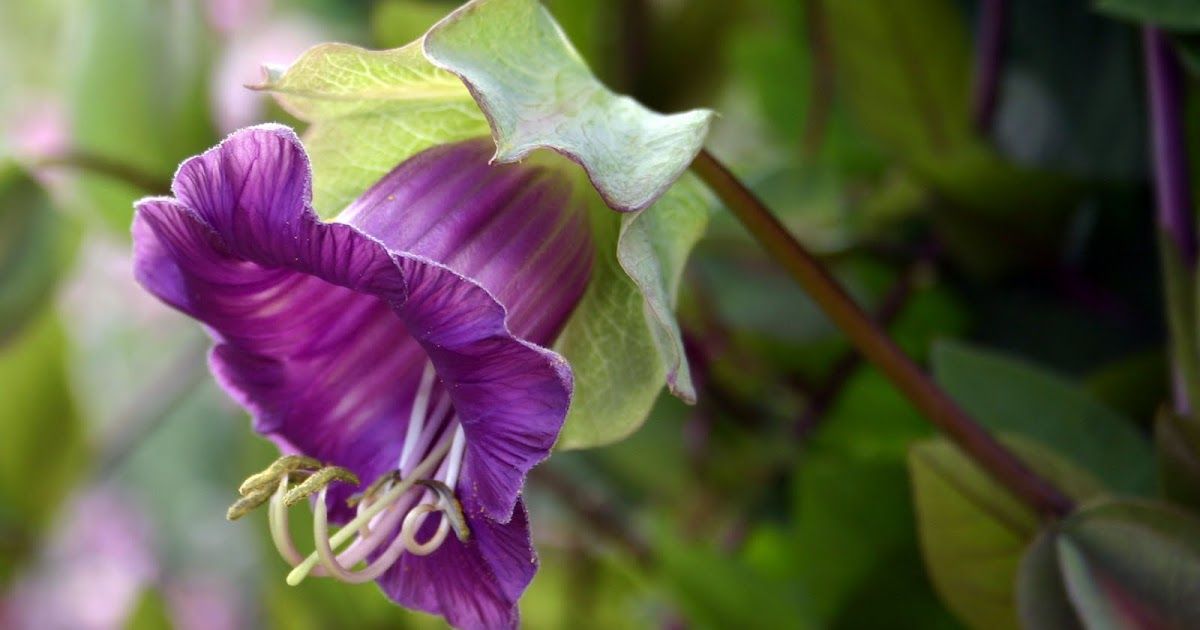 Las flores duran aproximadamente 4 días y tienen una fragancia dulce. Las flores duran aproximadamente 4 días y tienen una fragancia dulce.