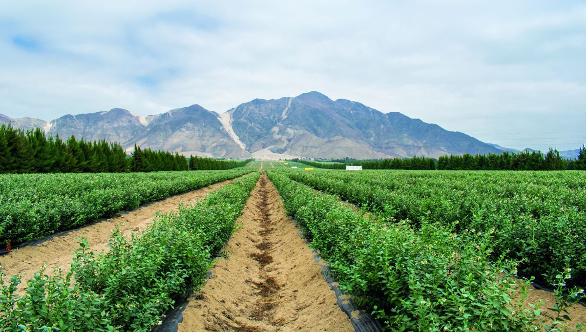 El país desértico de América del Sur que se convirtió en la principal proveedora de alimentos de Estados Unidos y China