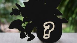 Esta planta le aportará naturaleza a tu balcón. Esta planta le aportará naturaleza a tu balcón.