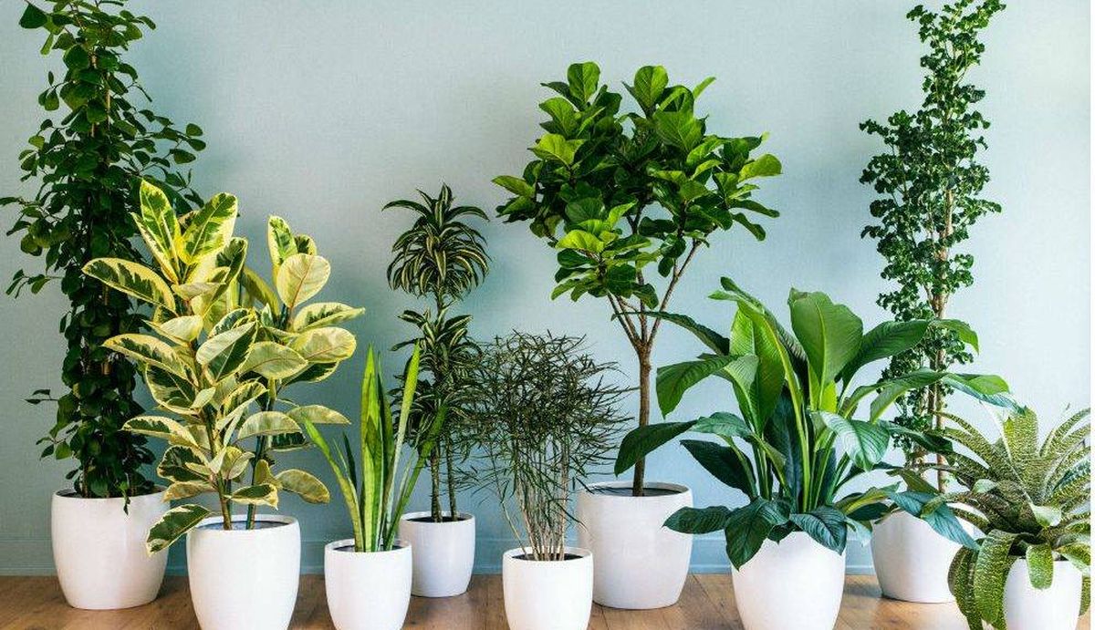 5 plantas que ayudan a absorber la humedad en casa
