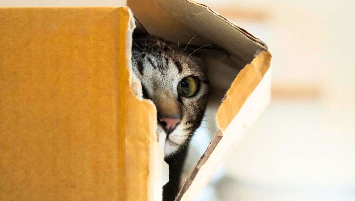 Los gatos tienen una preferencia por las cajas de cartón y muchos desconocen el motivo