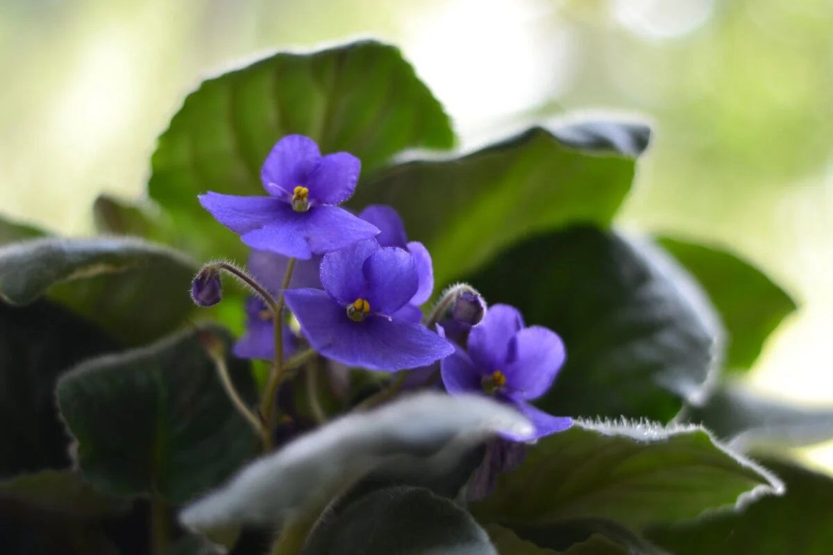 La violeta africana tiene flores delicadas. La violeta africana tiene flores delicadas.