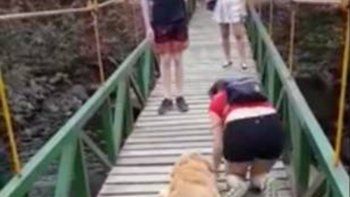 Perrito y su dueña vencen sus miedos y cruzan de particular manera un puente colgante