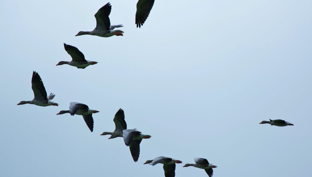 Las leyes físicas determinan cómo las aves se organizan en el aire. Foto Canva Las leyes físicas determinan cómo las aves se organizan en el aire. Foto Canva