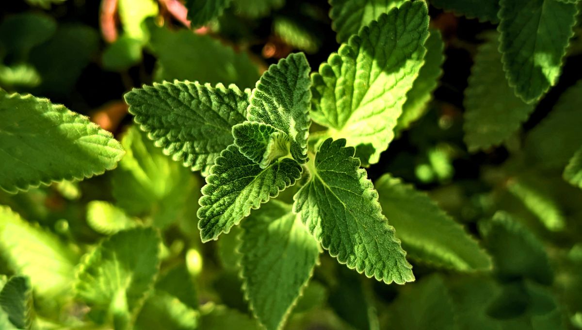 Rocía las grietas y esquinas donde se esconden las arañas con esta mezcla de ingredientes. Rocía las grietas y esquinas donde se esconden las arañas con esta mezcla de ingredientes. 