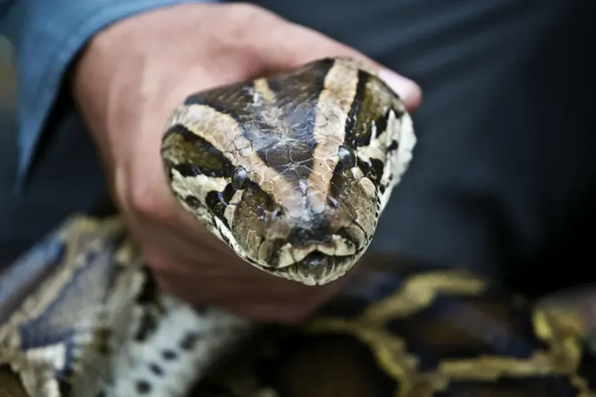 Esta serpiente es un verdadero problema para la Florida.