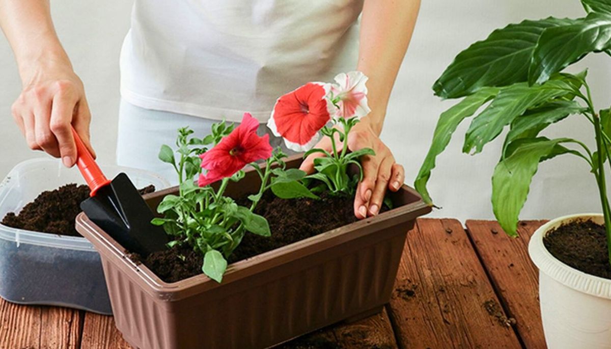 Es importante proporcionar una tierra rica en nutrientes. Imagen: Freepik Es importante proporcionar una tierra rica en nutrientes. Imagen: Freepik