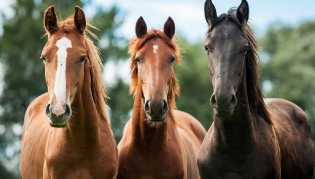 Test de personalidad: elegí uno de los caballos y conocé cuál es tu talento oculto