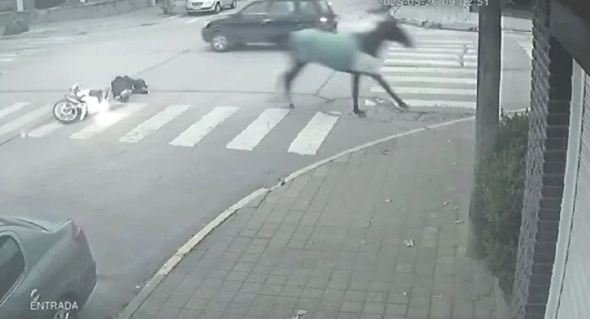 El cabalo que andaba suelto por la ciudad impactó a la motociclista y continuó su carrera El cabalo que andaba suelto por la ciudad impactó a la motociclista y continuó su carrera