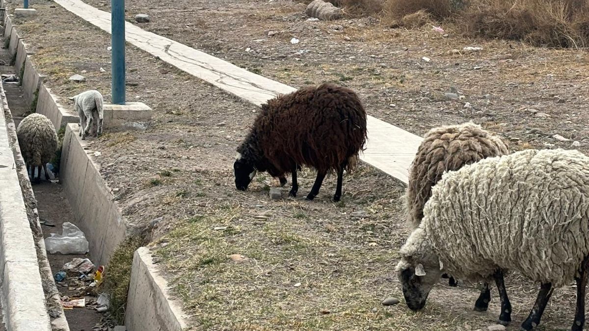 Los animales sorprendieron a varios y montaron un operativo para encontrar a su dueño para poner a las ovejas a salvo.