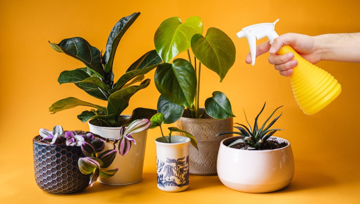 Por qué hay que rociar las plantas de interior con un ingrediente de cocina