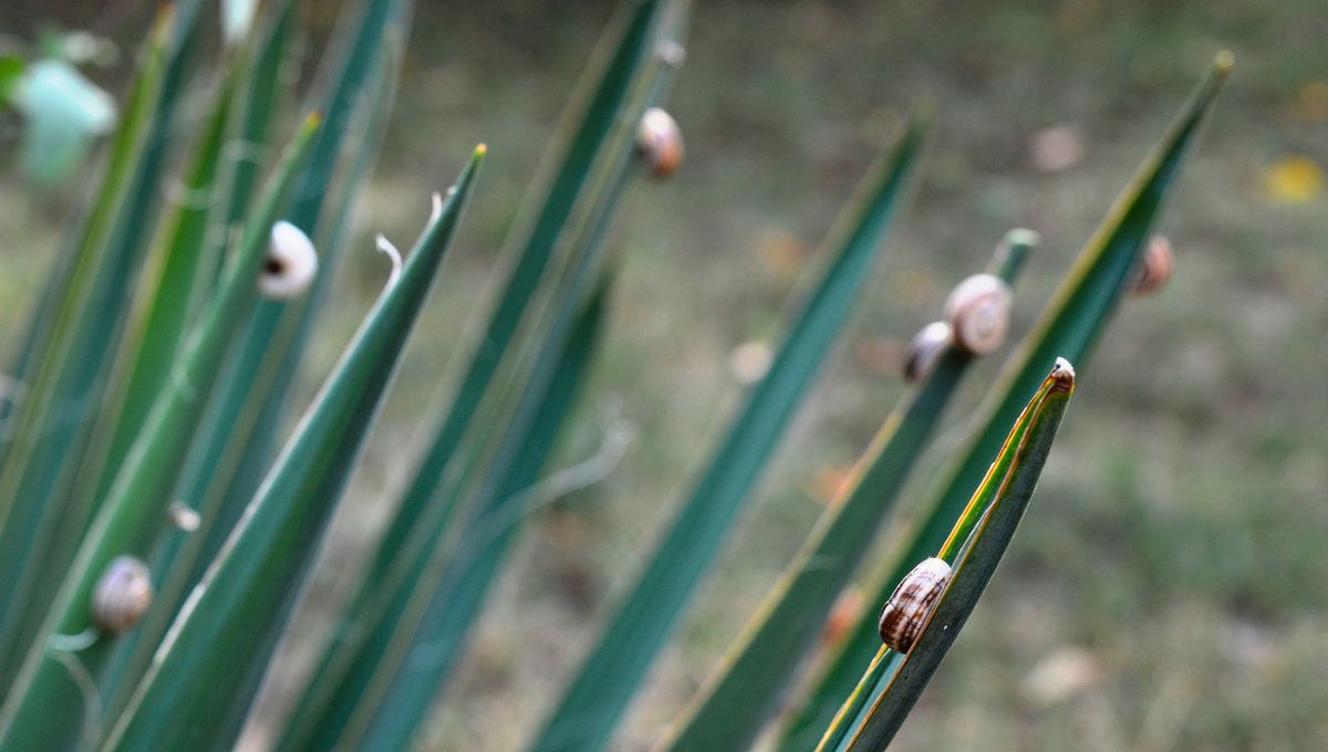 Los caracoles dañan las plantas. Los caracoles dañan las plantas.