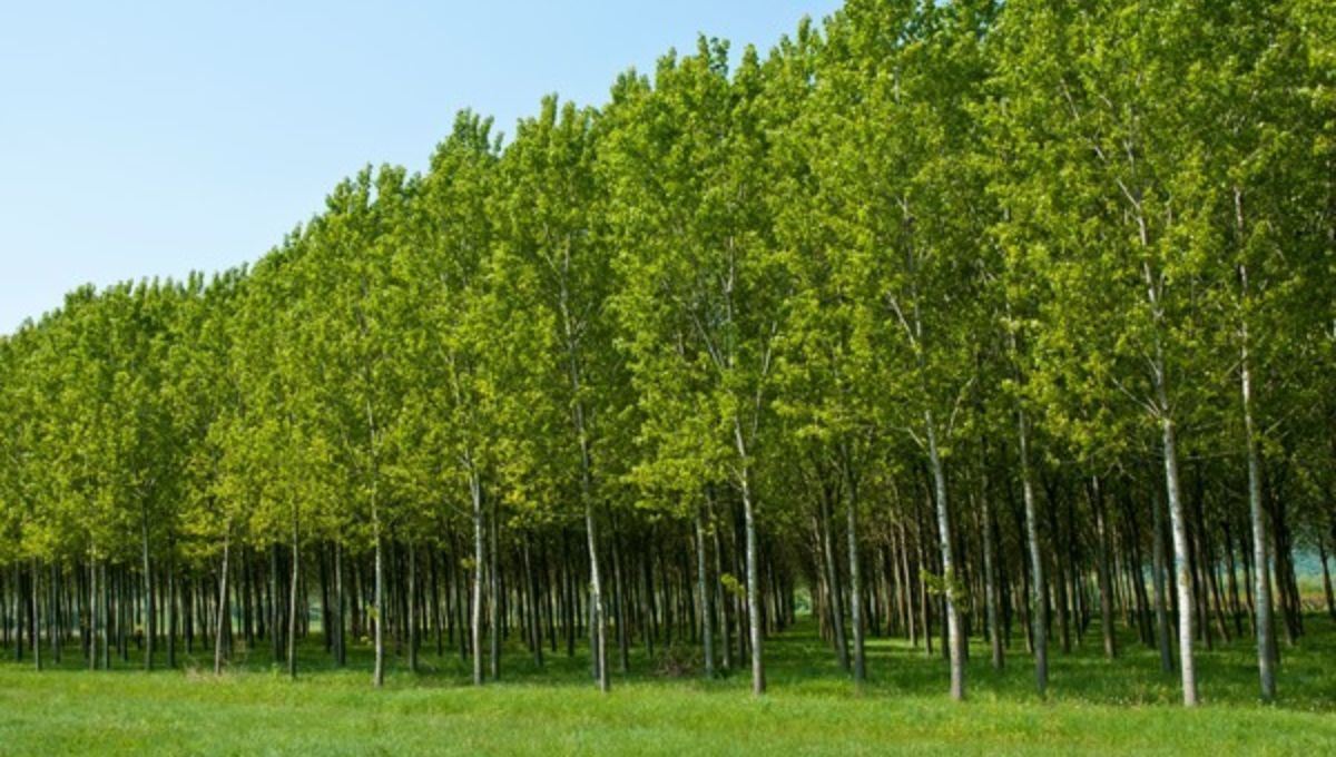 España se llena del árbol de los huevos de oro: genera millones y protege los suelos