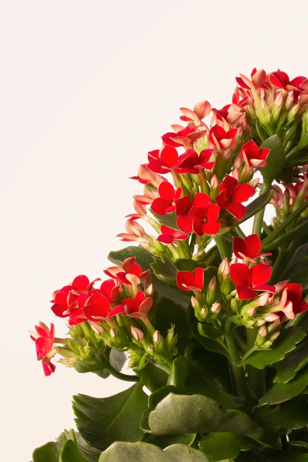 Ni petunias ni rosas: la planta de flores rojas que embellece cualquier espacio