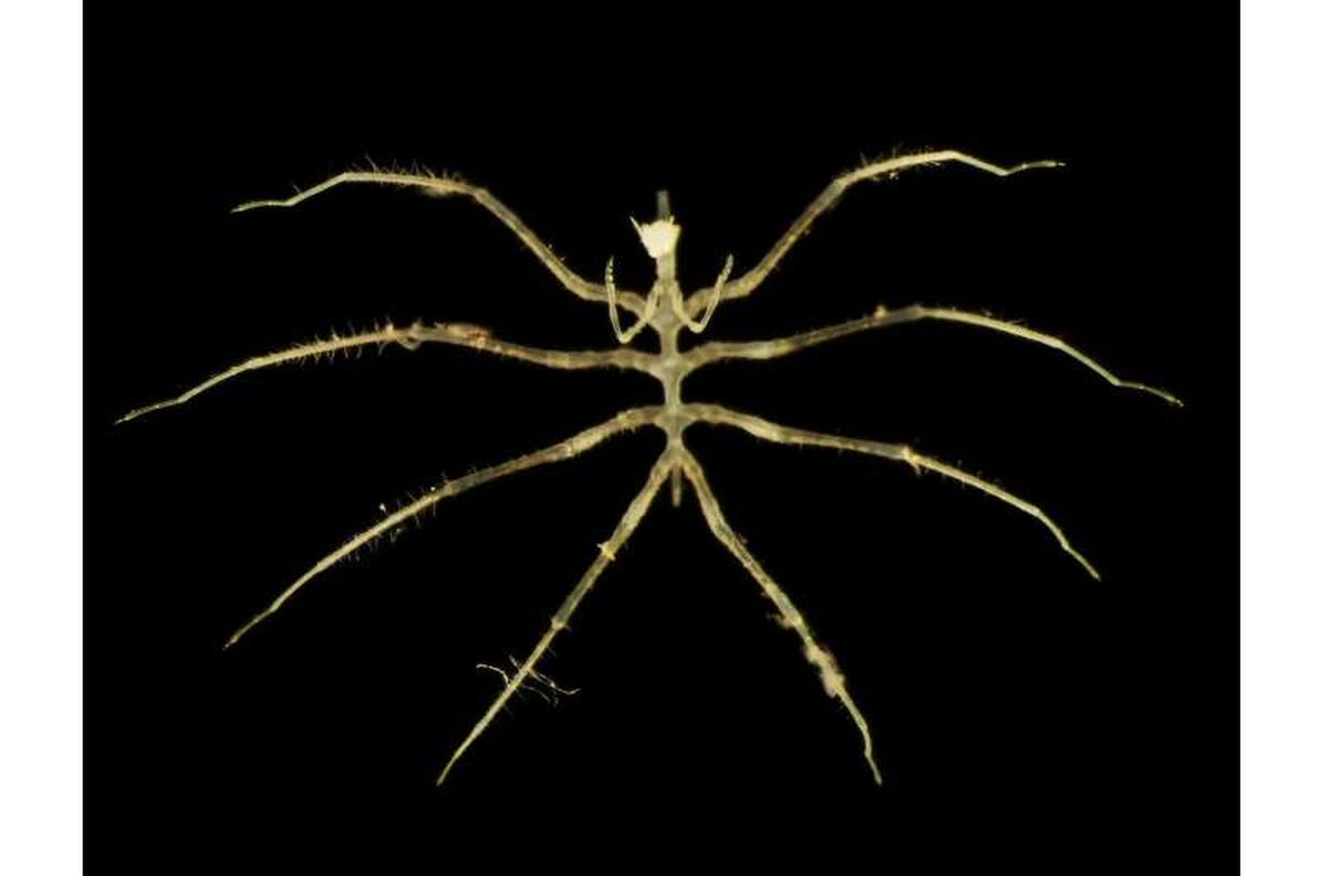 El descubrimiento se realizó a gran profundidad. El descubrimiento se realizó a gran profundidad.