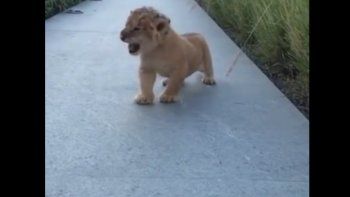 Ternura en las redes por un leoncito que no puede rugir