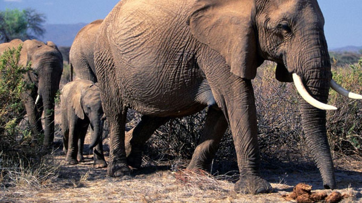 Un Tren Atropelló A Un Elefante Y Su Manada Se Vengó