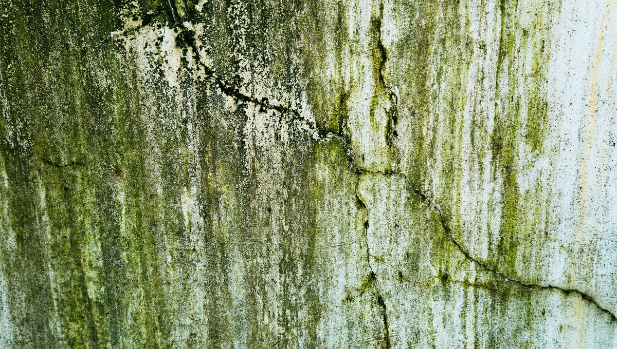 Si los hongos no se eliminan a tiempo puedes generar algunos problemas respiratorios o en la piel. 