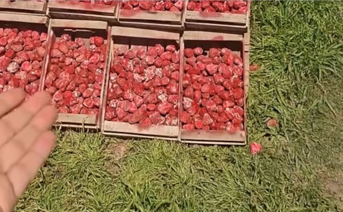 No era lo que creía. Una TikToker viajaba en moto y frenó en el medio de la ruta para comprar frutillas, pero al final era otra cosa. No era lo que creía. Una TikToker viajaba en moto y frenó en el medio de la ruta para comprar frutillas, pero al final era otra cosa. 