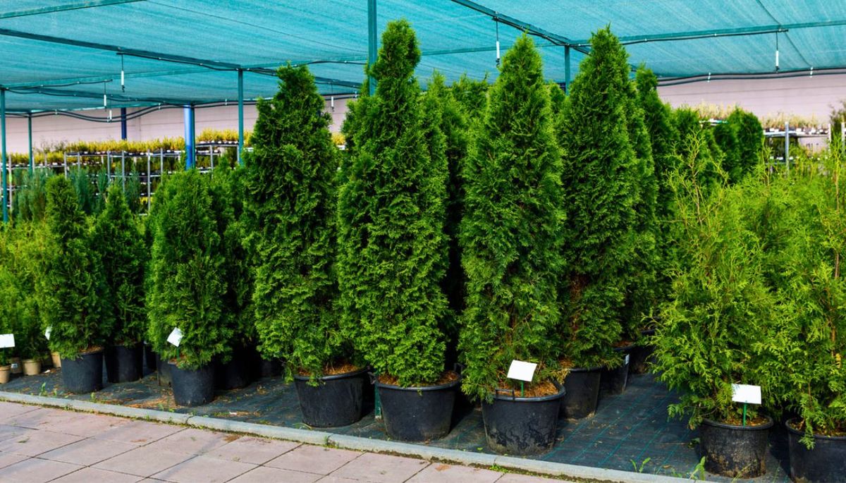 La Tuya (Thuja occidentalis) un &aacute;rbol con&iacute;fero de la familia de las cupres&aacute;ceas.