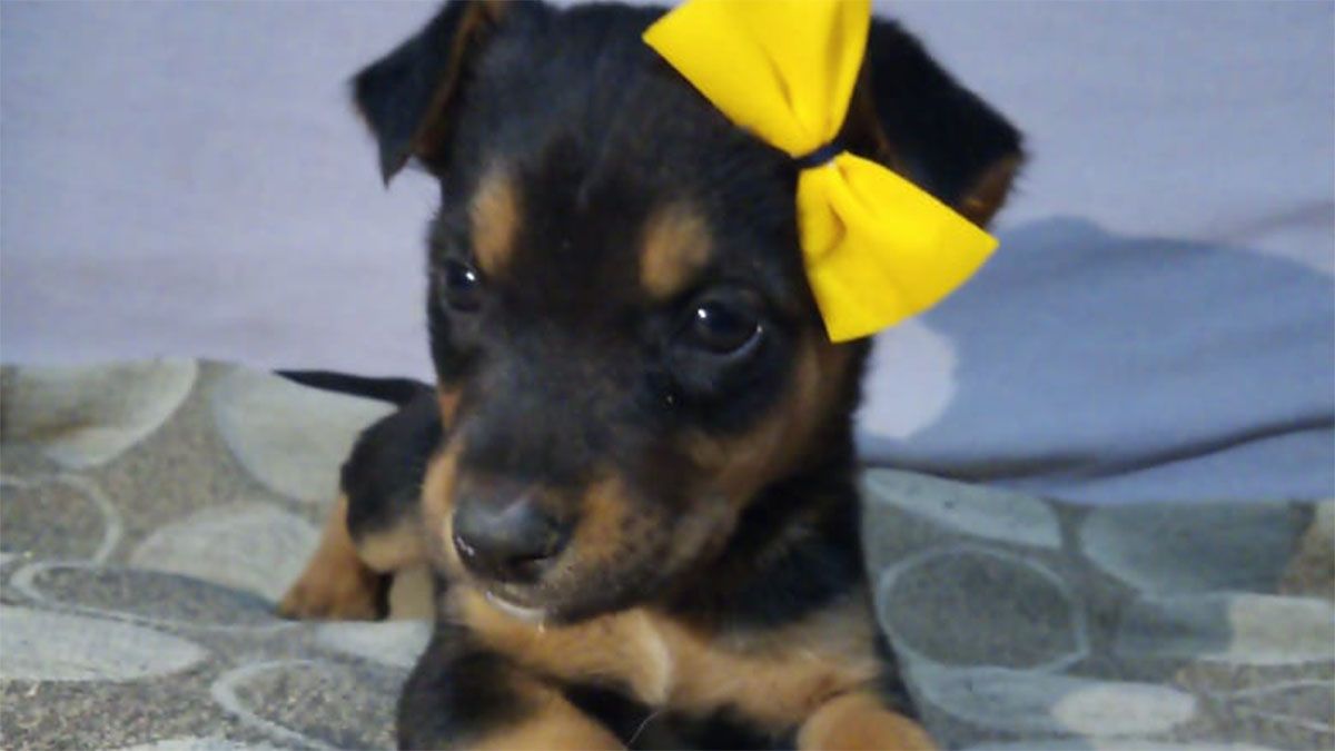 En adopción luego de ser víctima de maltrato animal en San Martín.