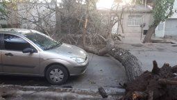 Otro árbol cayó en Ciudad: es el tercero en un mes