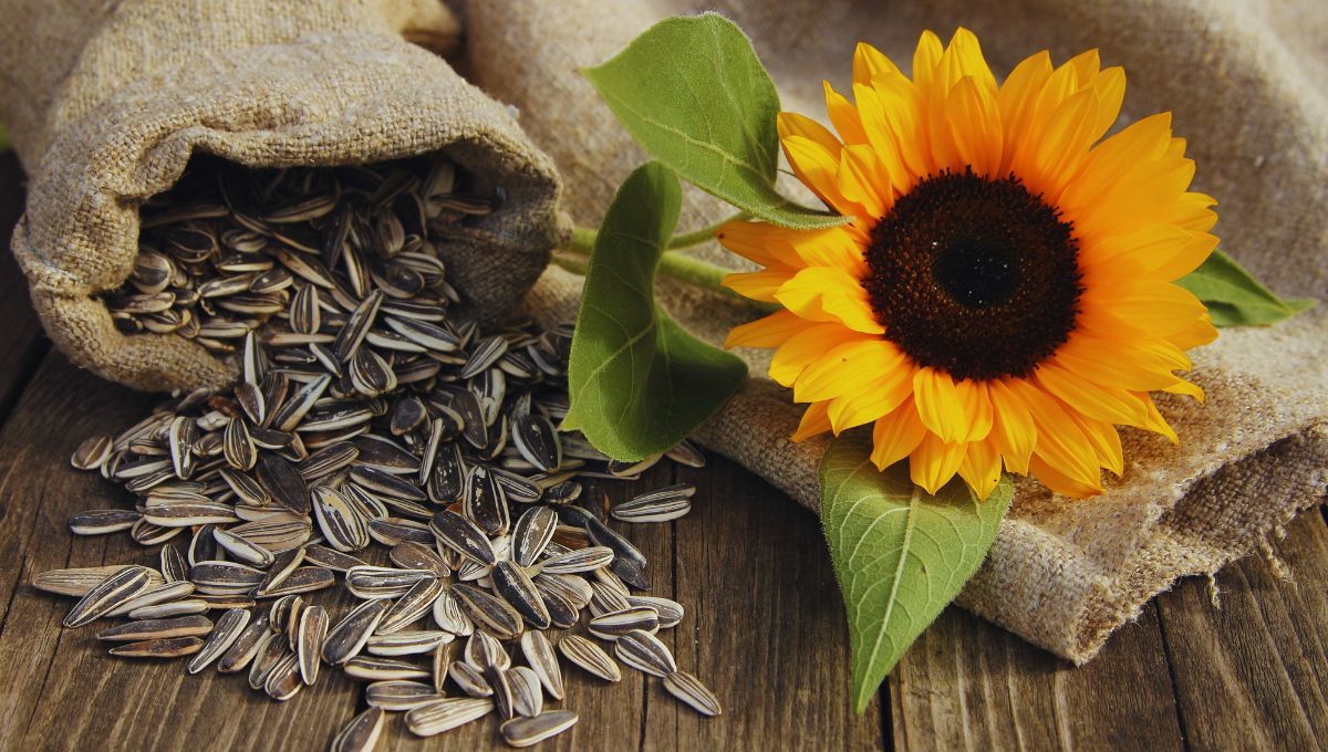 Semillas de girasol: cuáles son sus beneficios curativos y por qué deberías incluirlas en tu dieta