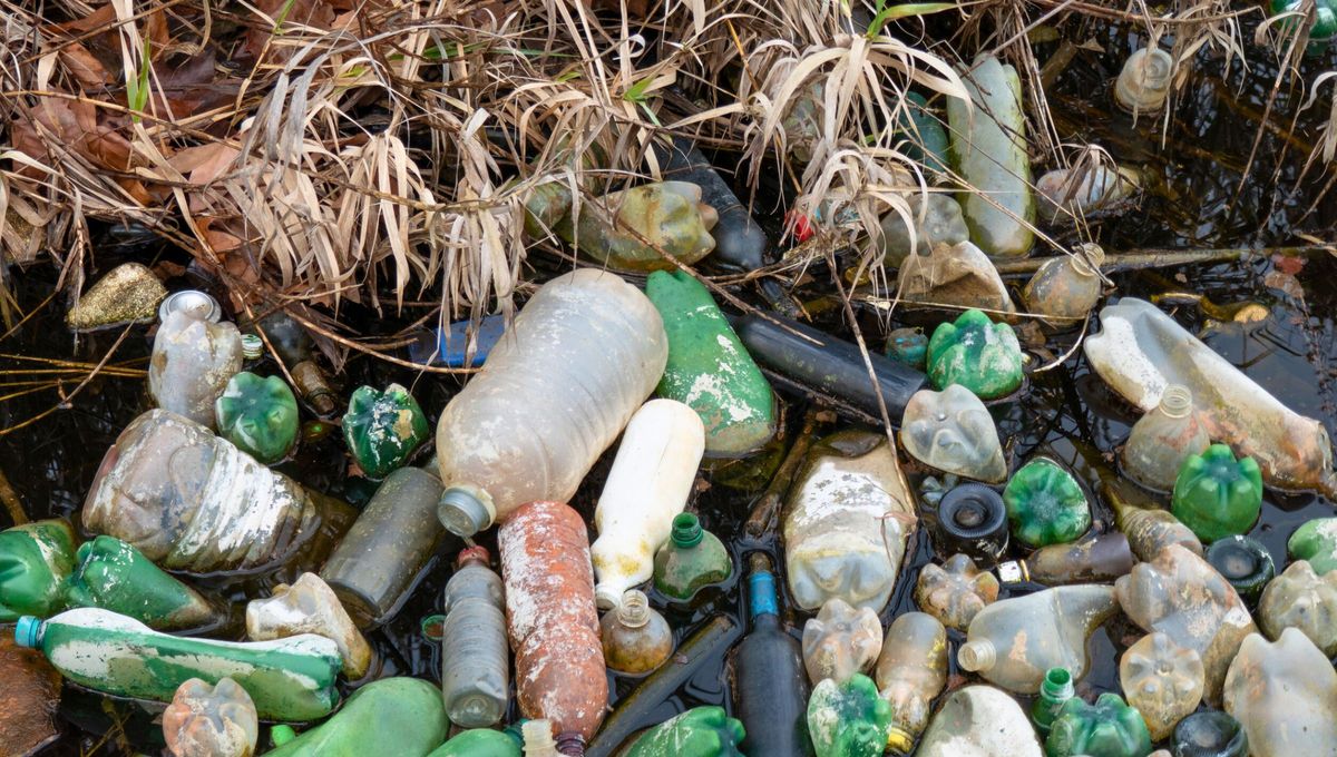 Las botellas de plástico contaminan estremecedoramente al mundo y provoca miles de muertes en animales Las botellas de plástico contaminan estremecedoramente al mundo y provoca miles de muertes en animales