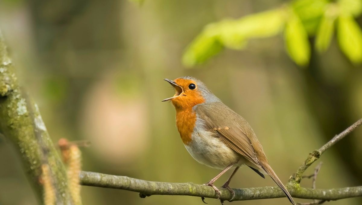Se trata de un pájaro que suele verse en lo alto de los árboles o en cables eléctricos, y su canto se repite durante la mañana. Se trata de un pájaro que suele verse en lo alto de los árboles o en cables eléctricos, y su canto se repite durante la mañana.
