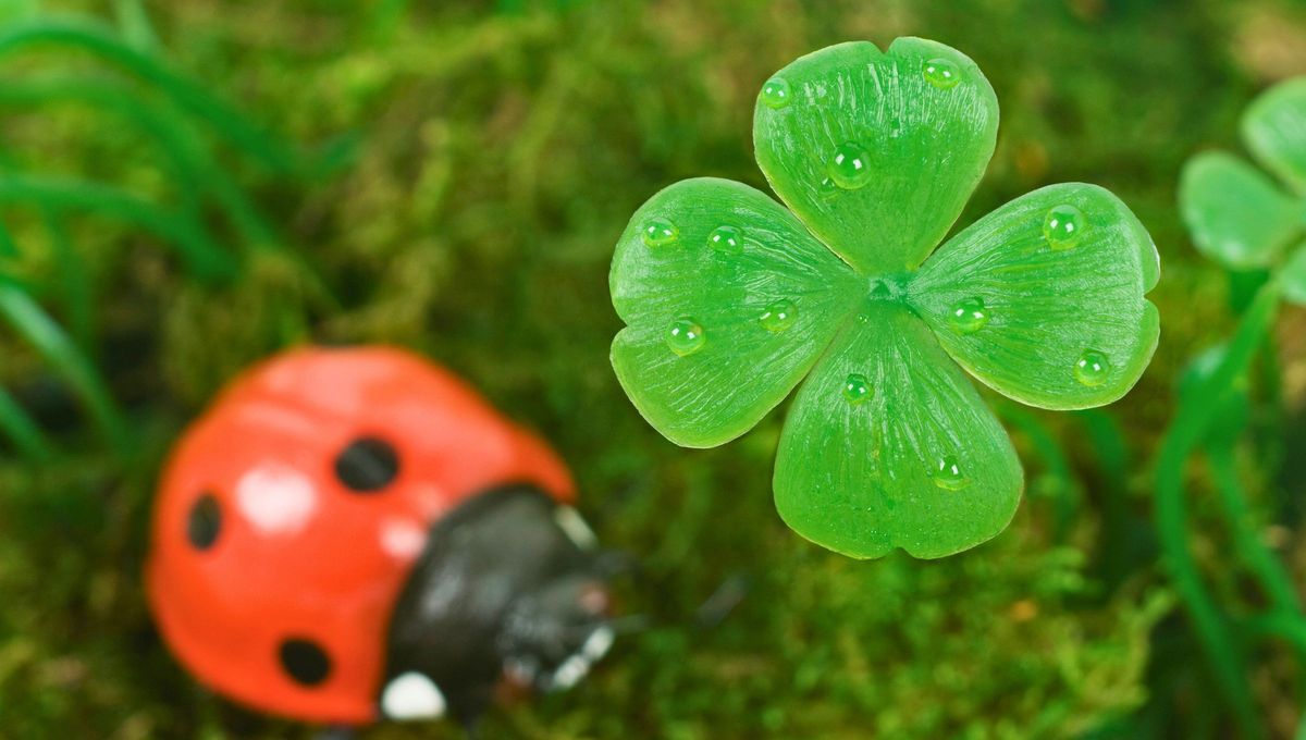 La rareza sobre la existencia del trébol de cuatro hojas lo convierte en símbolo de buena suerte en la cultura popular. La rareza sobre la existencia del trébol de cuatro hojas lo convierte en símbolo de buena suerte en la cultura popular.