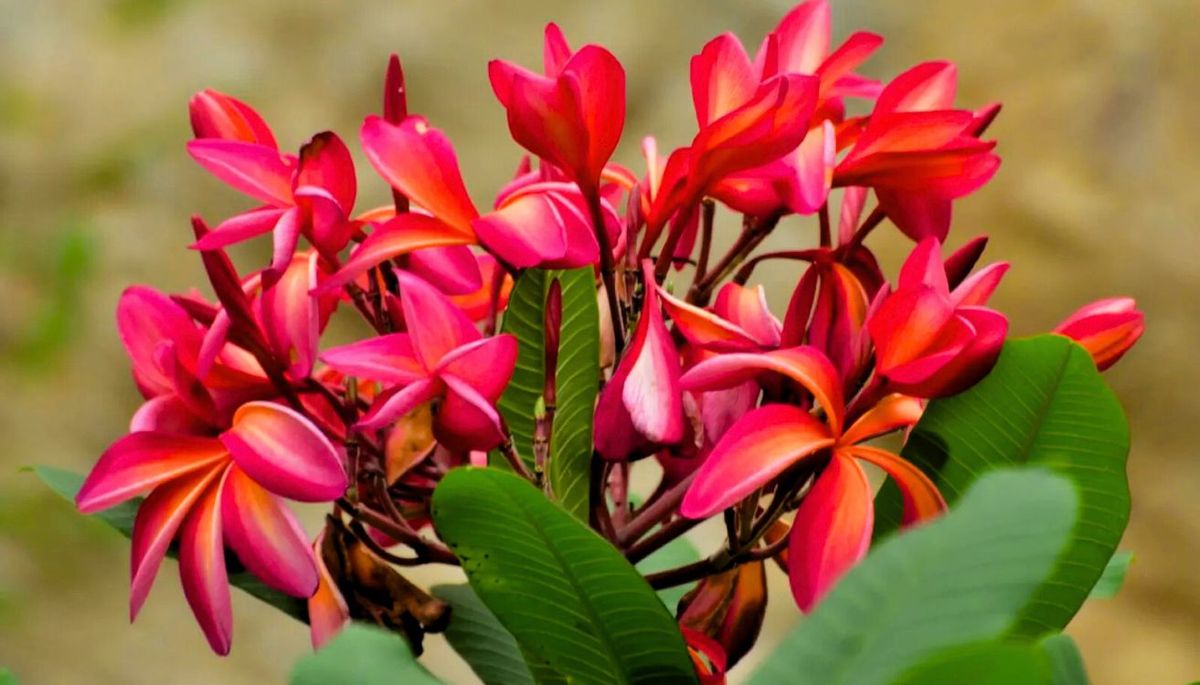 Puede crecer como árbol o arbusto de porte elegante. Puede crecer como árbol o arbusto de porte elegante.