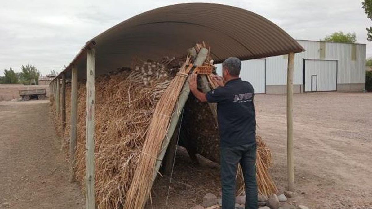 El ajo fue encontrado en secaderos de Guaymallén.
